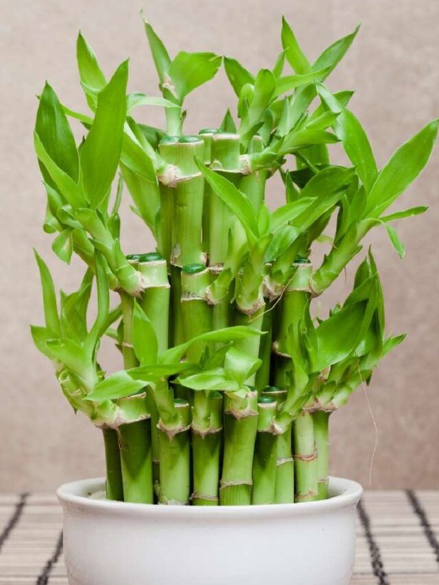 bamboo-plant-1760014111