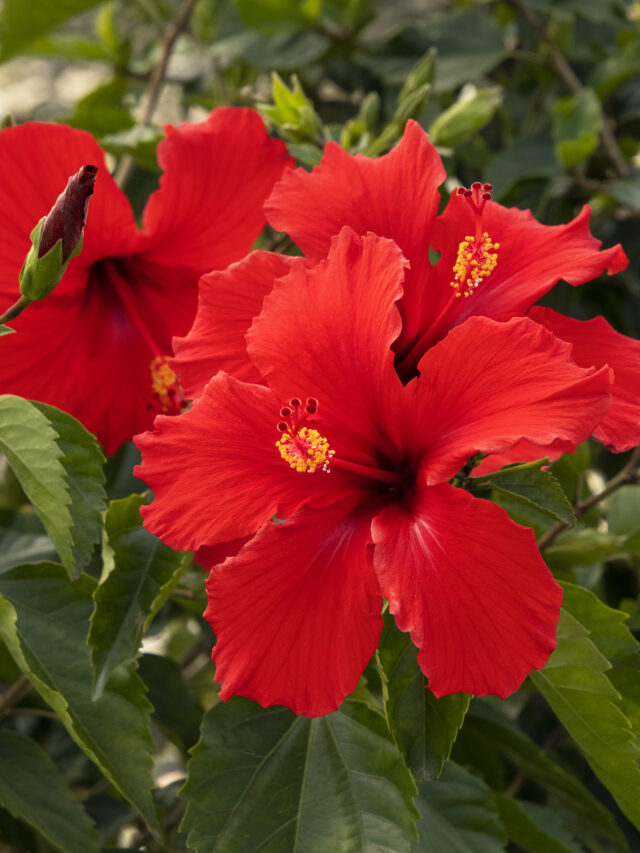 जास्वंद